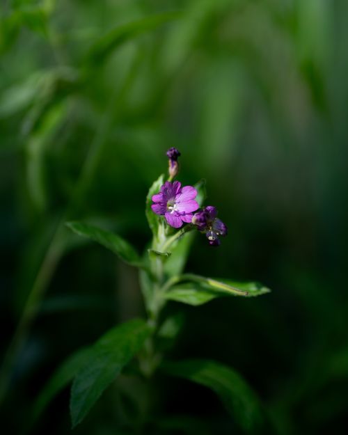 Free Vibrant purple wildflower captured in soft natural lighting, surrounded by lush green foliage. Stock Photo