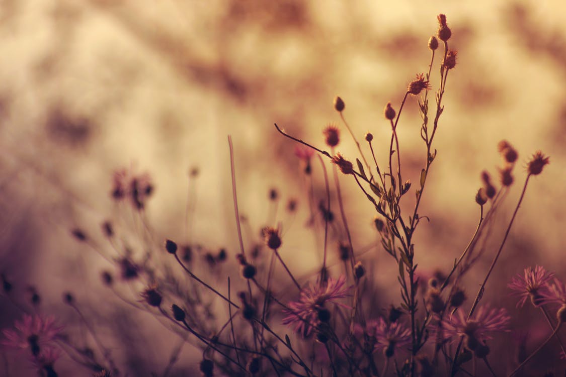 Free Plants Shallow Focus Photography Stock Photo