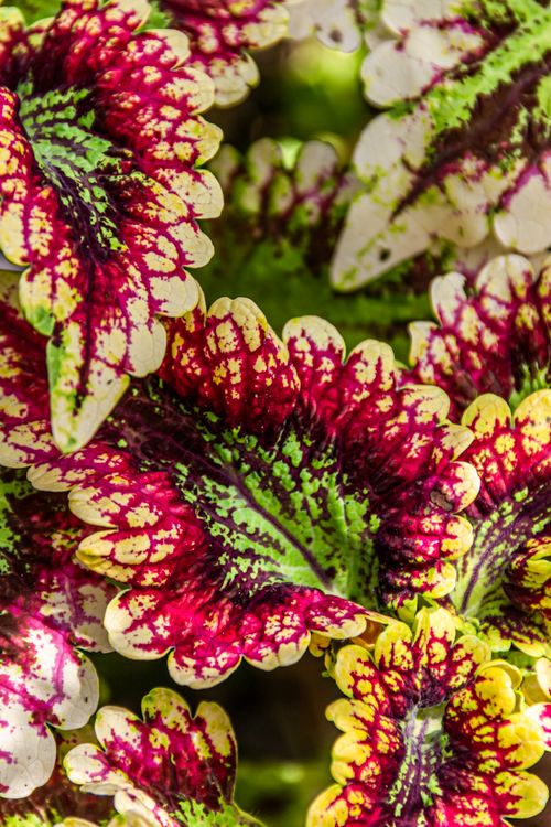 Free Colorful coleus leaves with intricate patterns captured in close-up view. Stock Photo