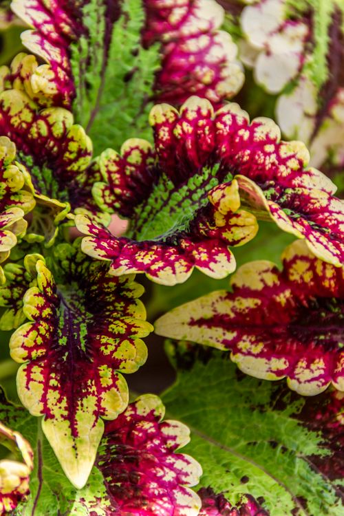 Free Close-up of colorful variegated coleus leaves showcasing bright patterns. Stock Photo