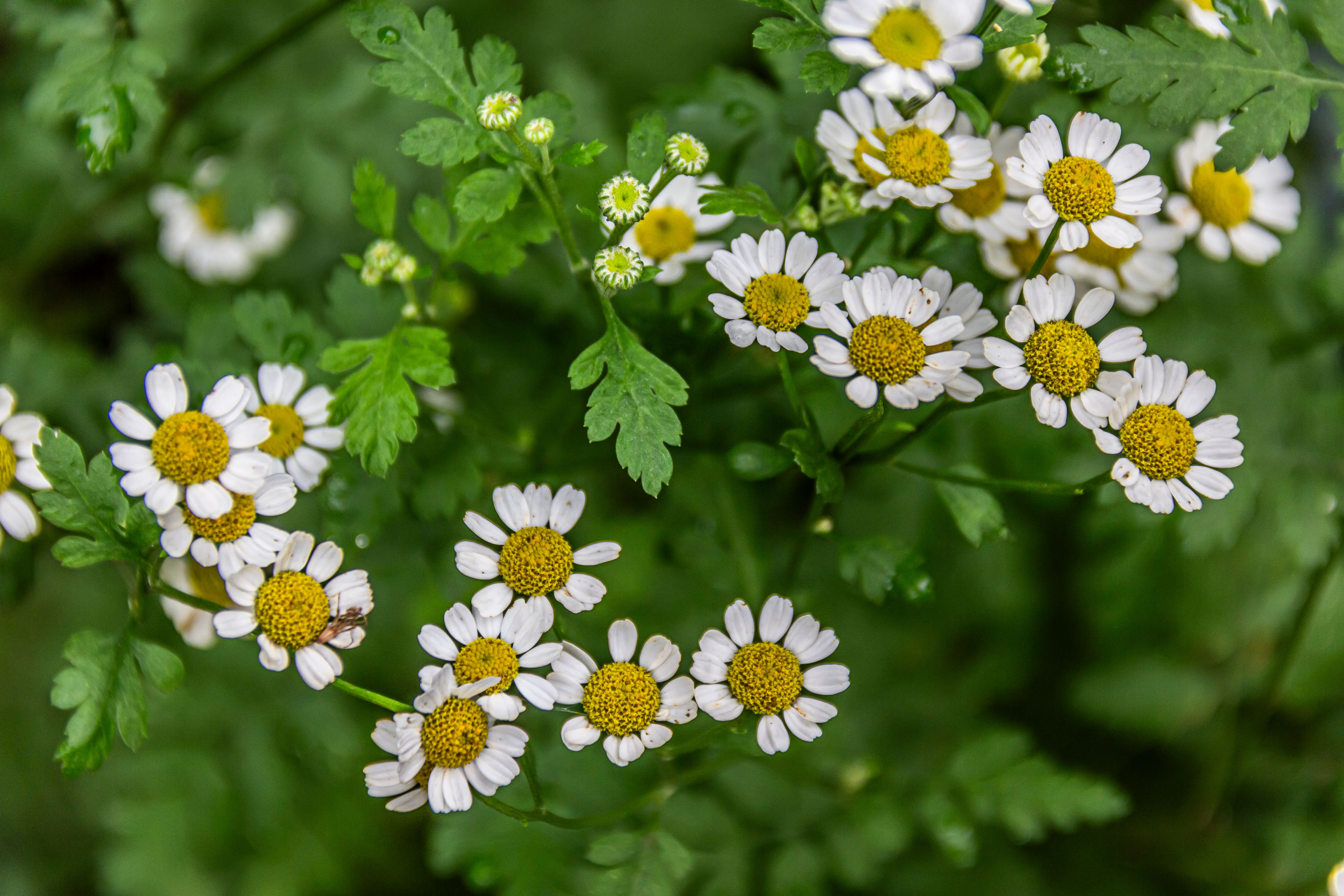 Feverfew Herb for Headaches: Nature's Time-Honored Remedy