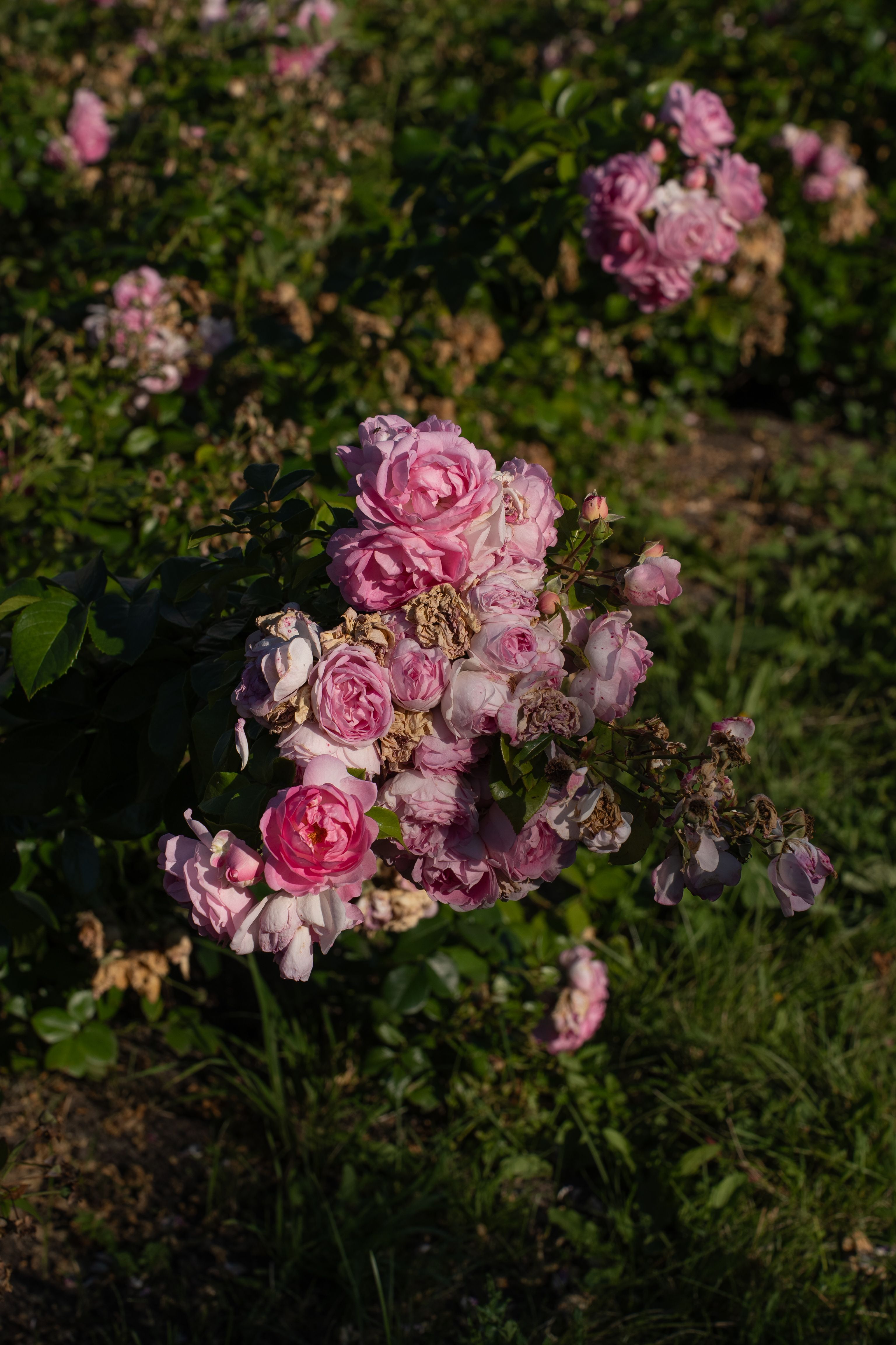 [ColoSach]-a-beautiful-garden-with-vibrant-pink-roses-basking-under-the-warm-sun,-showcasing-natural-beauty-in-bloom.