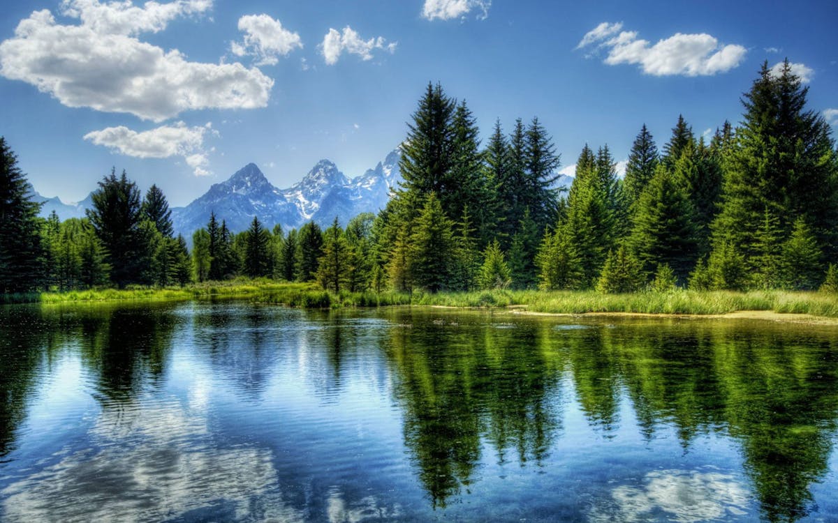 Green Trees Near Lake