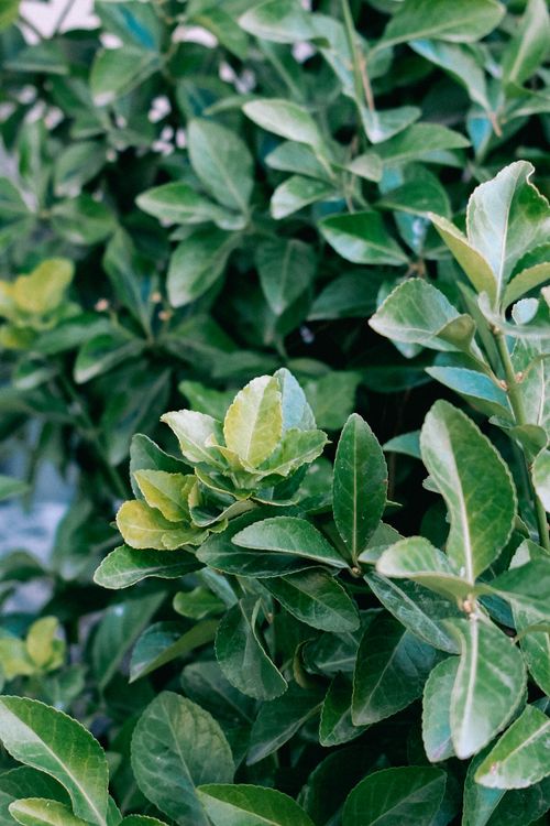 Free Vibrant green leaves in Bergama, İzmir capture nature's tranquility and beauty. Stock Photo
