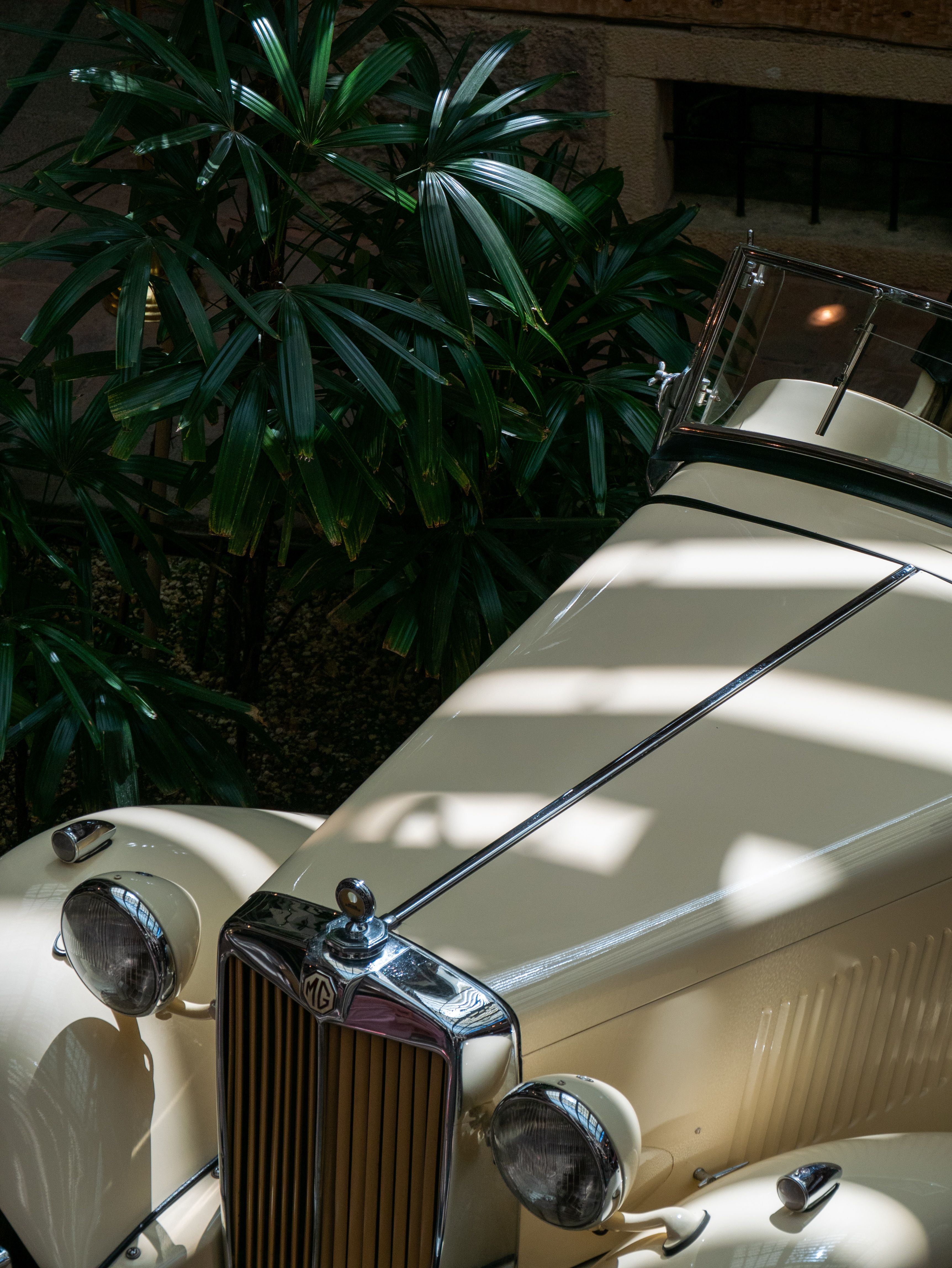 Elegant vintage cream MG convertible in indoor setting with lush green plants and sunlight patterns.