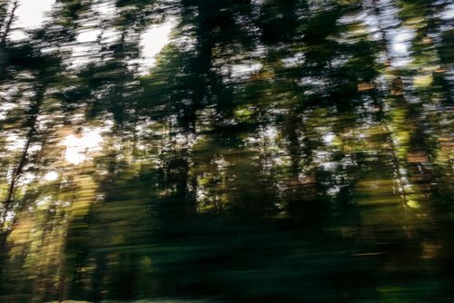 Free Artistic motion blur capture of a sunlit forest, evoking a dreamy atmosphere. Stock Photo