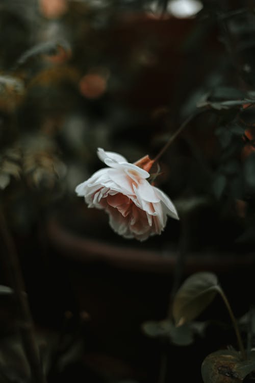 Kostenloses Stock Foto zu blumenphotographie, blütenblätter, rose