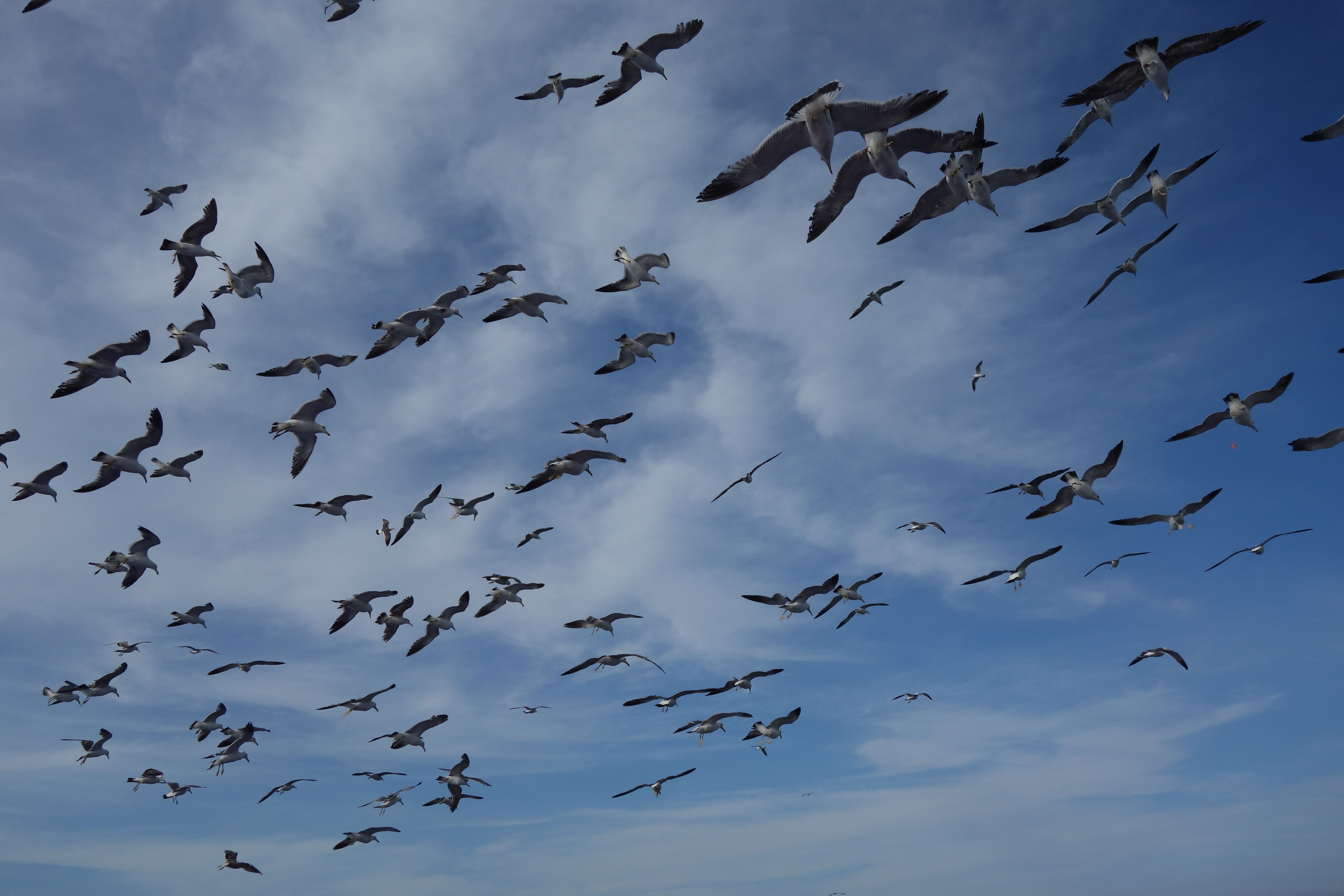 flock