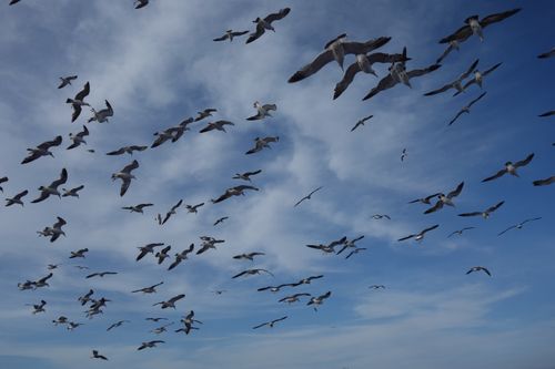 Free A large flock of seagulls flying across an expansive blue sky with scattered clouds. Stock Photo