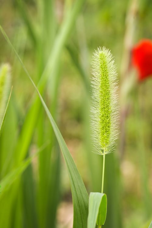Free Detailed view of a green foxtail plant with blurred natural background. Stock Photo