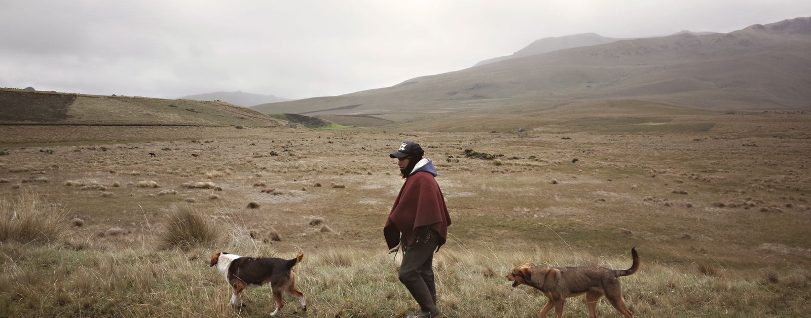 A shepherd in traditional attire walks with two dogs across the Andean highlands in Ecuador.