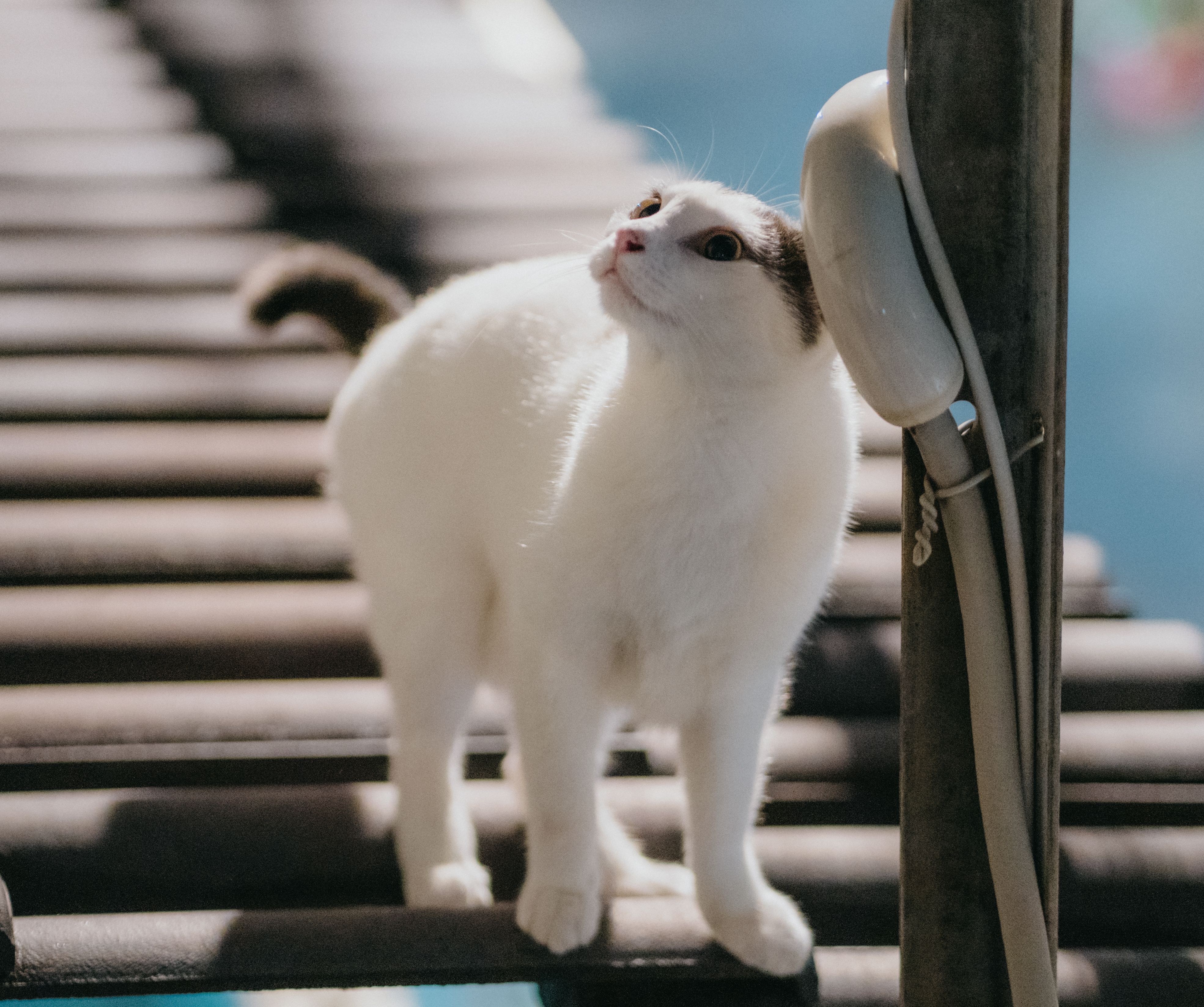 Finding Pet Insurance for Indoor House Cats with Outdoor Access UK 2026