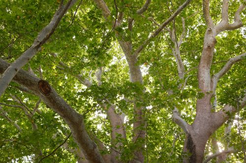 Free Sunlight filtering through dense, vibrant green foliage of towering forest trees. Stock Photo