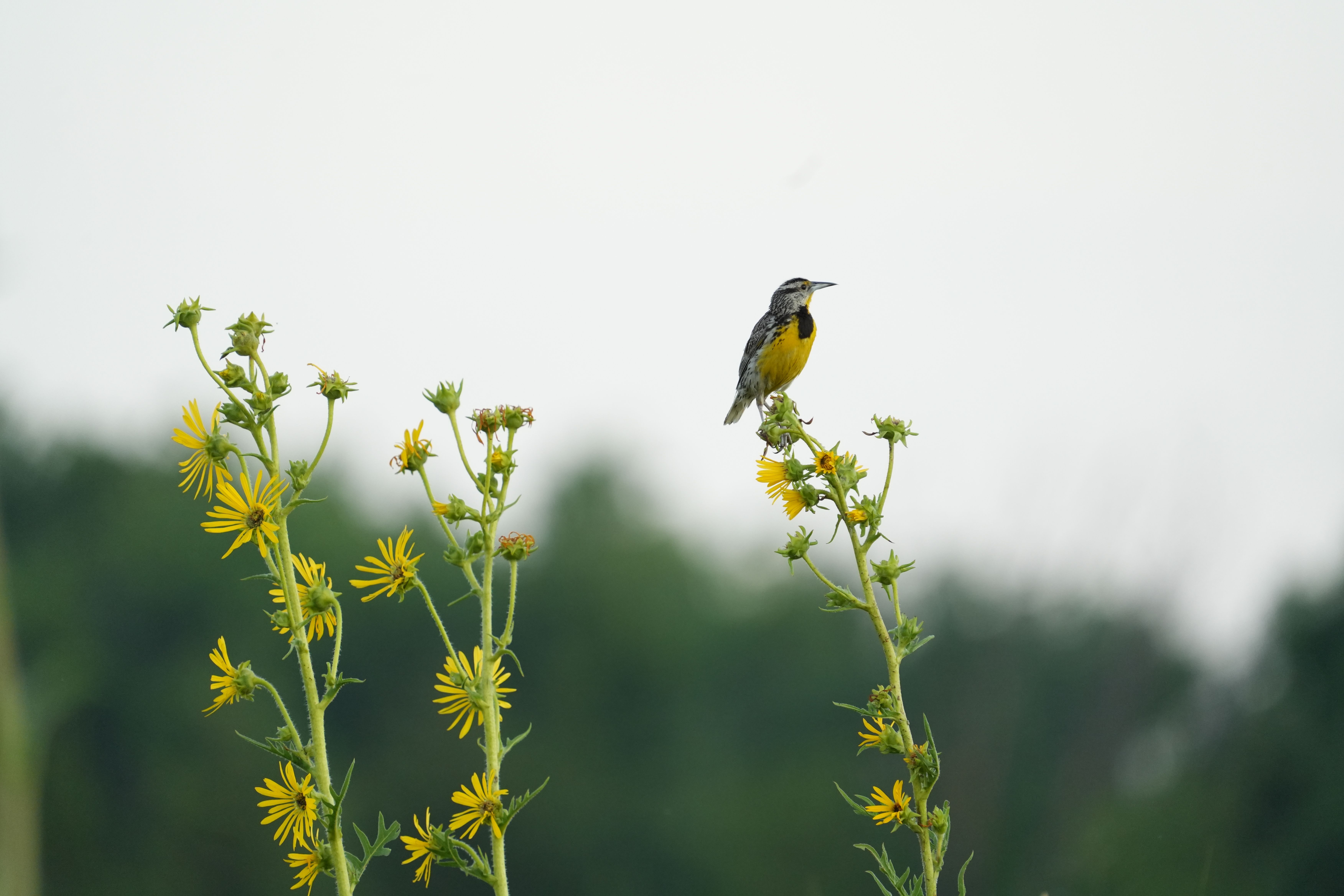 Why Choose Native Plants for Birds?