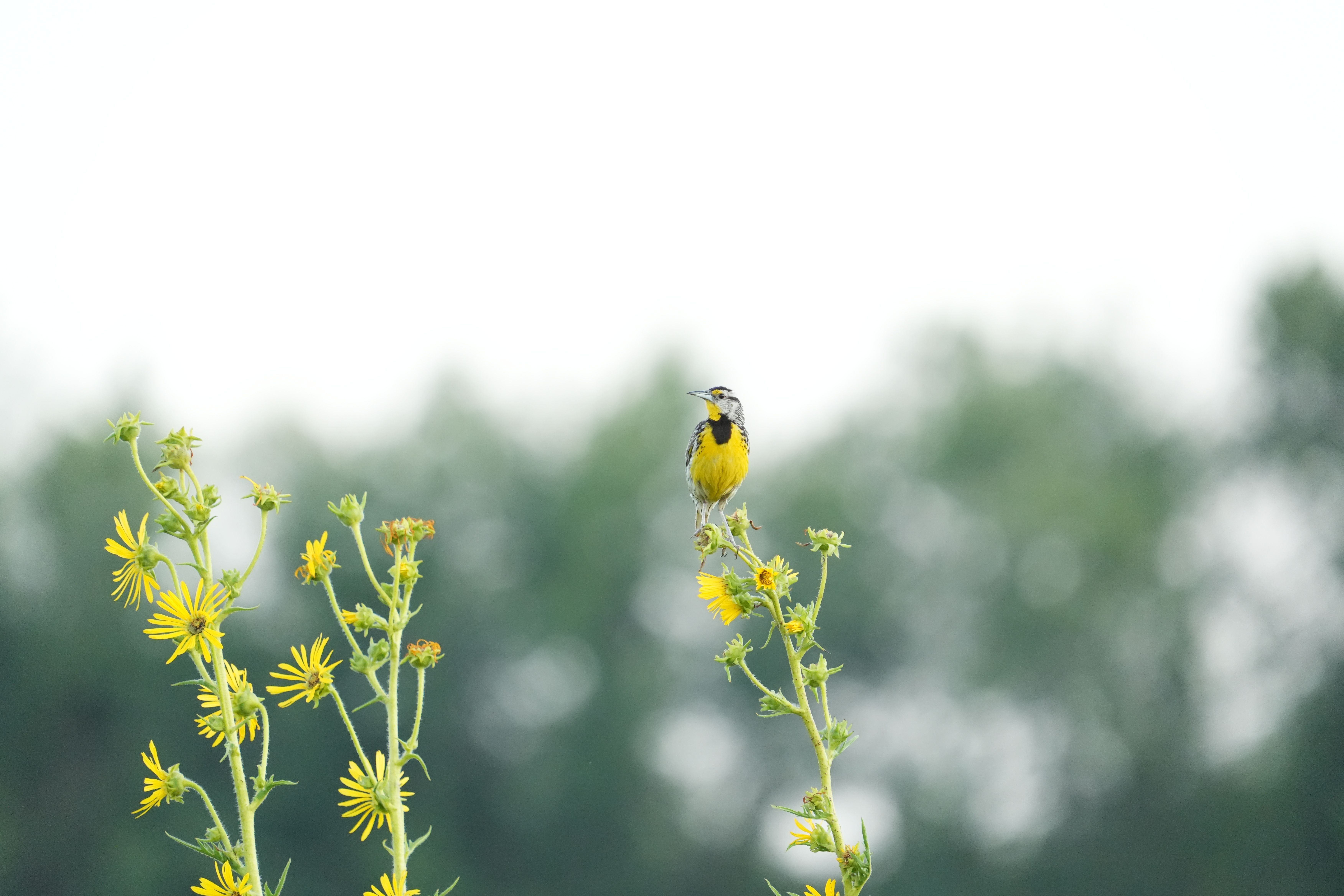 Why Choose Native Wildflowers for Birds?