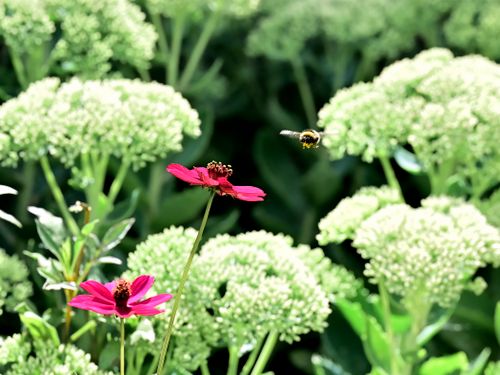 Free A bee hovers near vibrant red flowers against a backdrop of lush green foliage. Stock Photo