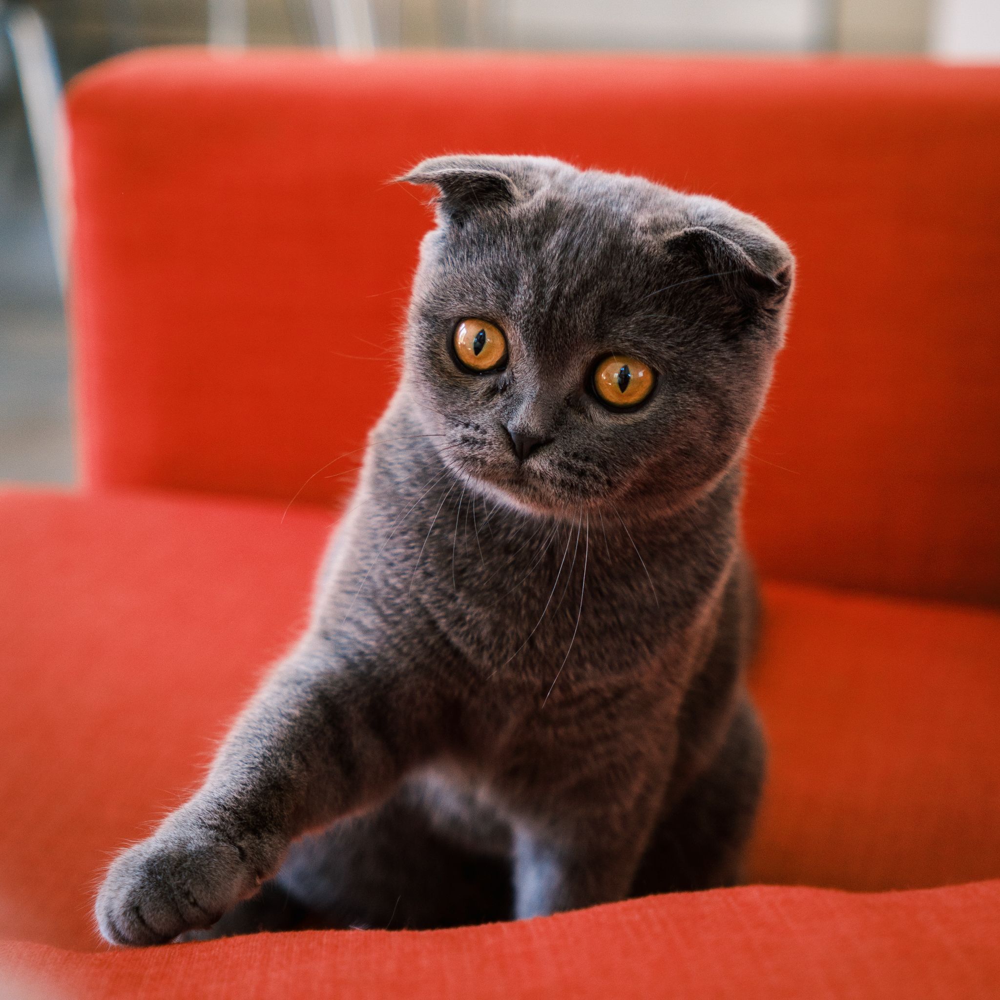 Adorable Scottish Fold cat with bright orange eyes sitting on a vibrant red sofa indoors.