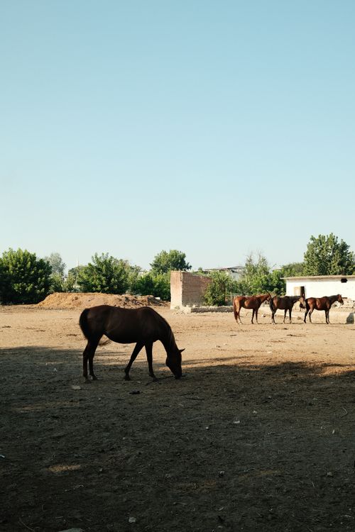 Free Brown horses graze peacefully in an open farmyard under a clear sky. Stock Photo