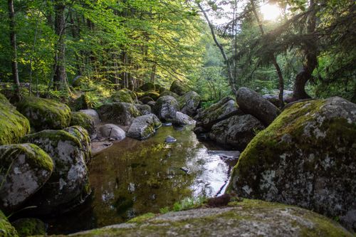 Free Tranquil stream in a lush forest surrounded by moss-covered rocks under soft sunlight. Stock Photo