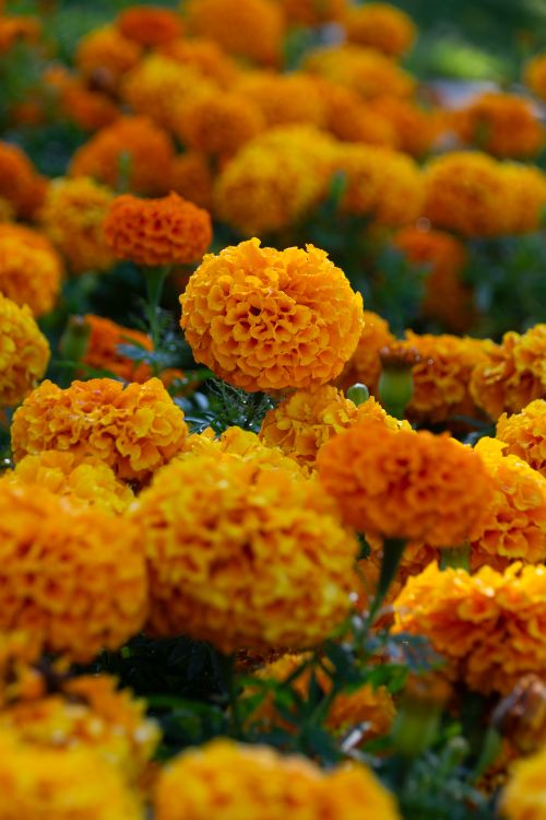Free Bright orange marigolds in full bloom, capturing the essence of summer's vibrant garden beauty. Stock Photo