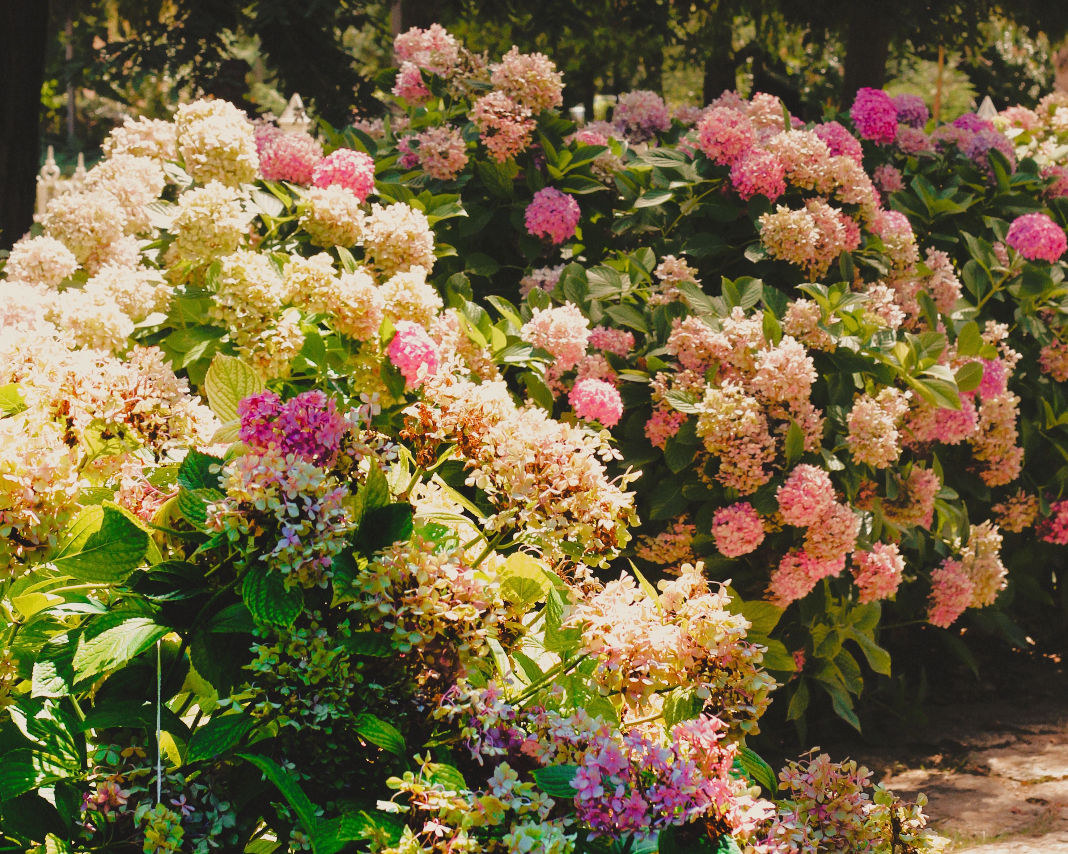 Jardim planejado com vegetação ornamental