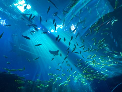 Free A vibrant underwater scene in an aquarium featuring diverse fish and a ray illuminated by natural light. Stock Photo