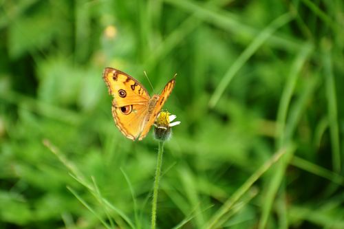 Free Vibrant orange butterfly perched on a delicate daisy in lush greenery. Stock Photo