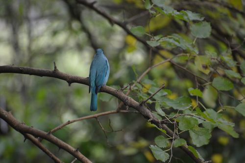 Free A serene bluebird resting on a branch amidst vibrant green foliage in a forest setting. Stock Photo