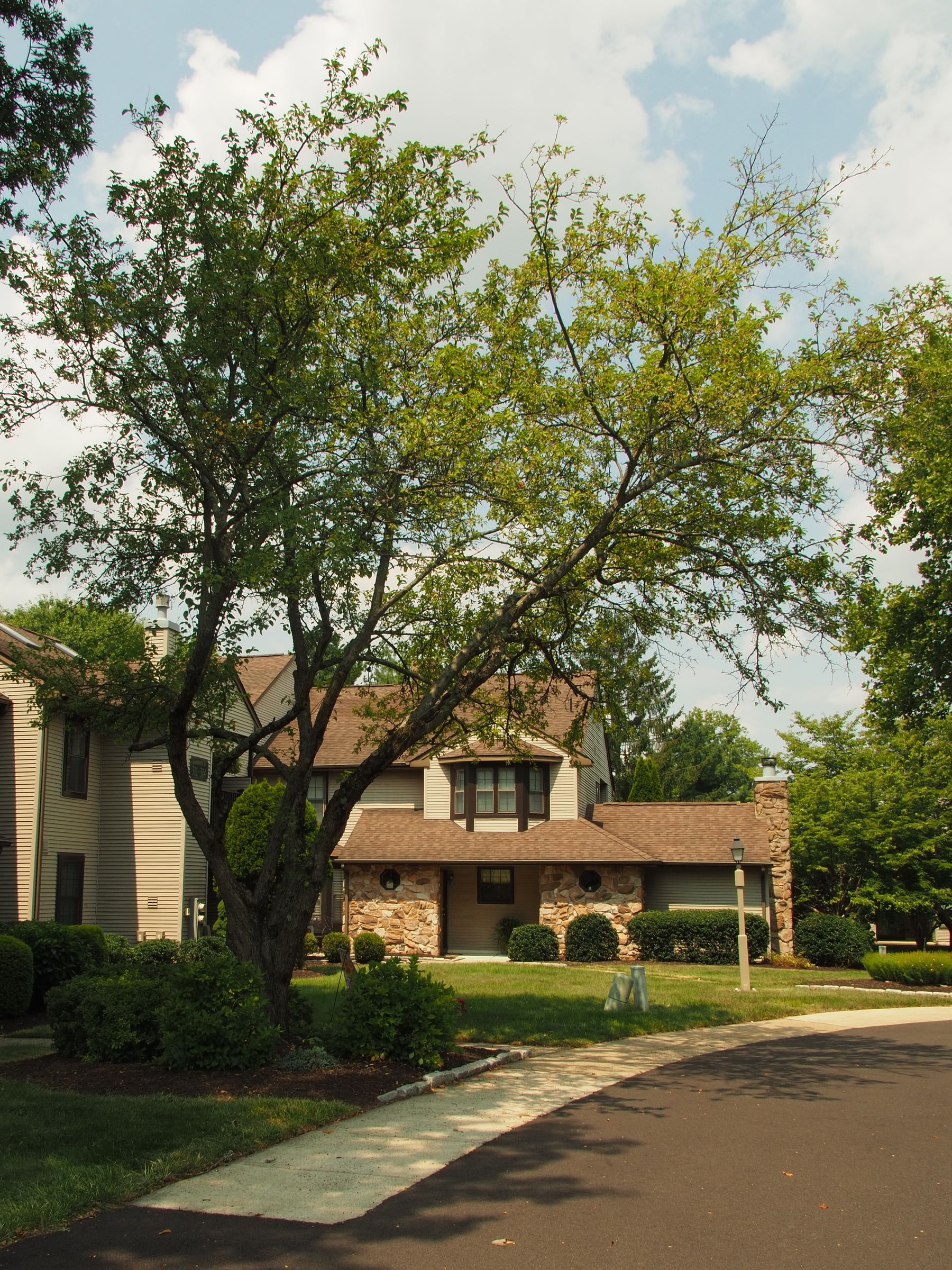 Suburban house with a large front-yard tree