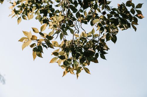 Free From below of growing tree branch with small spiky leaves with smooth surface on thin twigs under serene sky in daylight Stock Photo