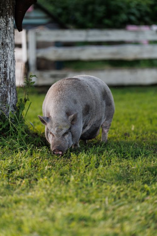 Free A pot-bellied pig grazing on green grass in a picturesque farm setting in Kaliningrad, Russia. Stock Photo