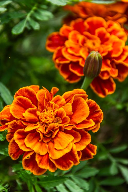 Free Close-up of vibrant orange marigold flowers showcasing their intricate petal patterns. Stock Photo
