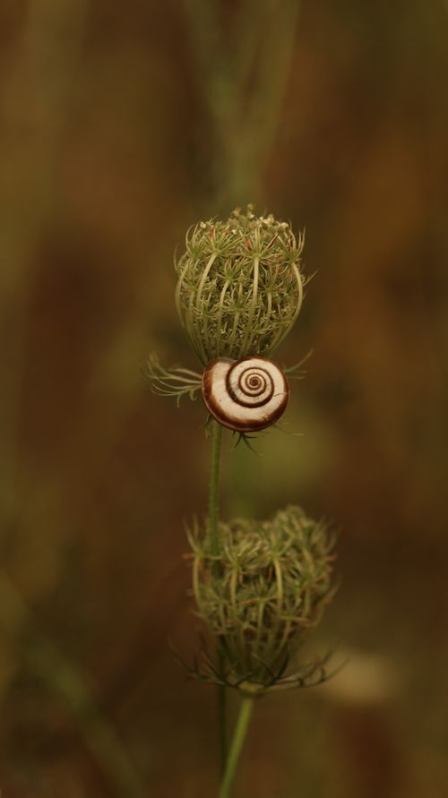Free Snail resting on Queen Anne's Lace in a natural setting with earthy tones. Stock Photo