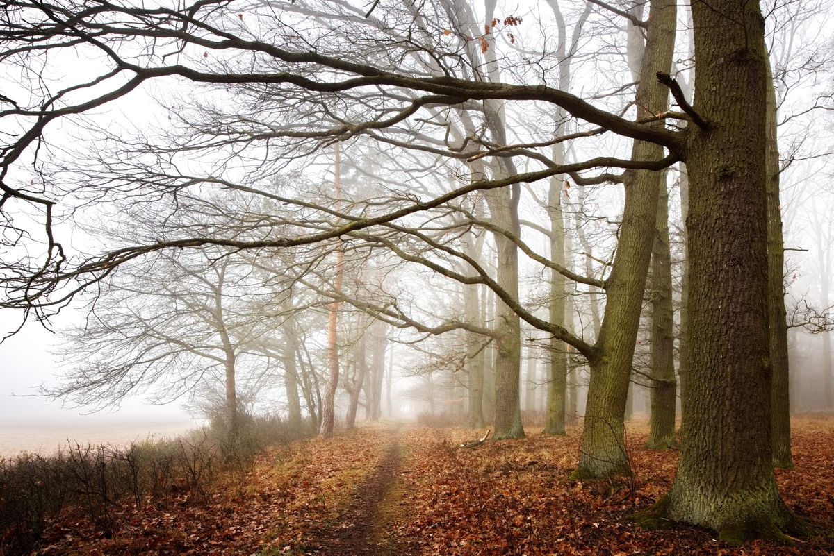 Humber Woodland of Remembrance, Leominster, Herefordshire
