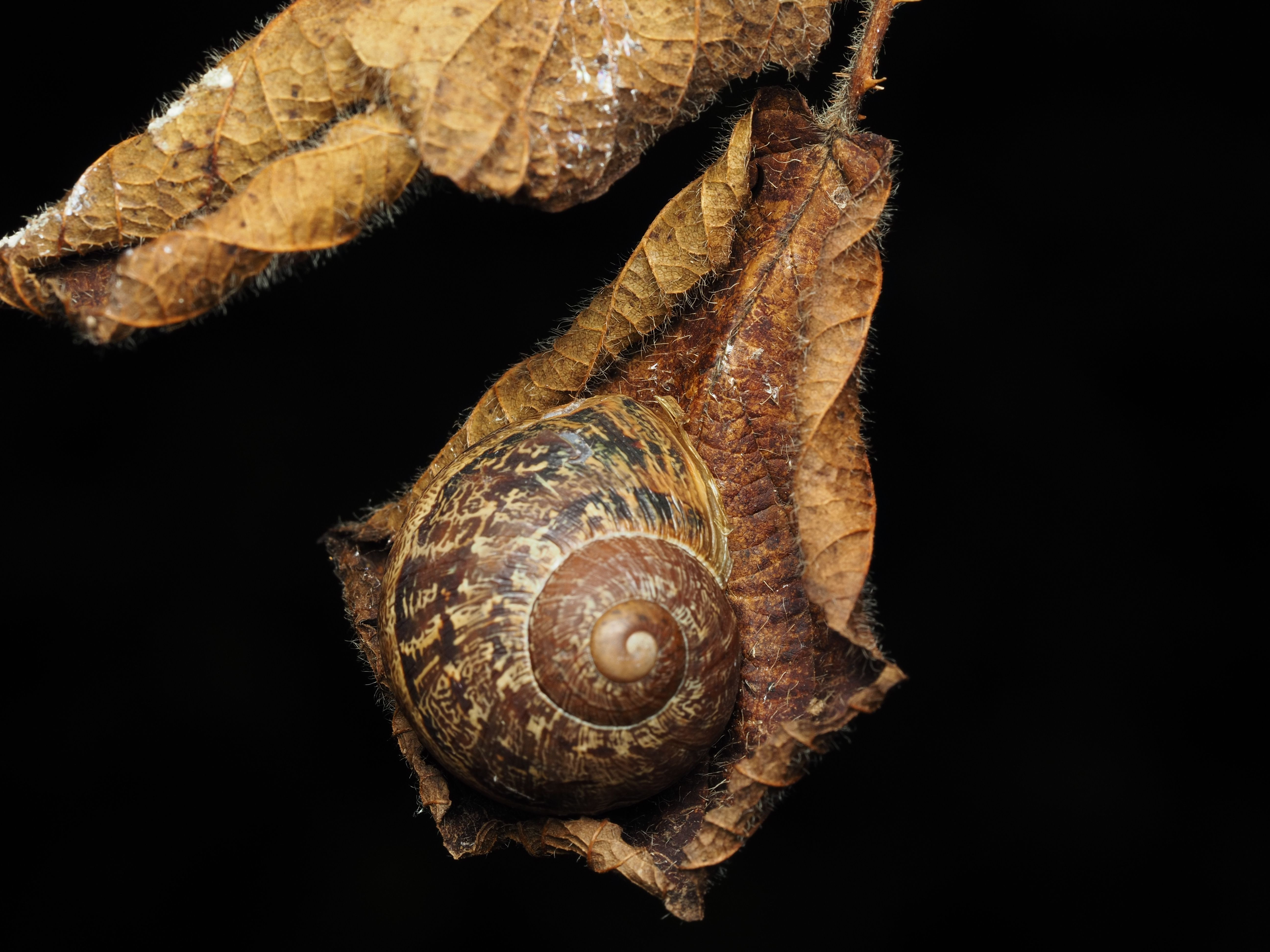 Can research gleaned from a hibernating snail save a human heart?