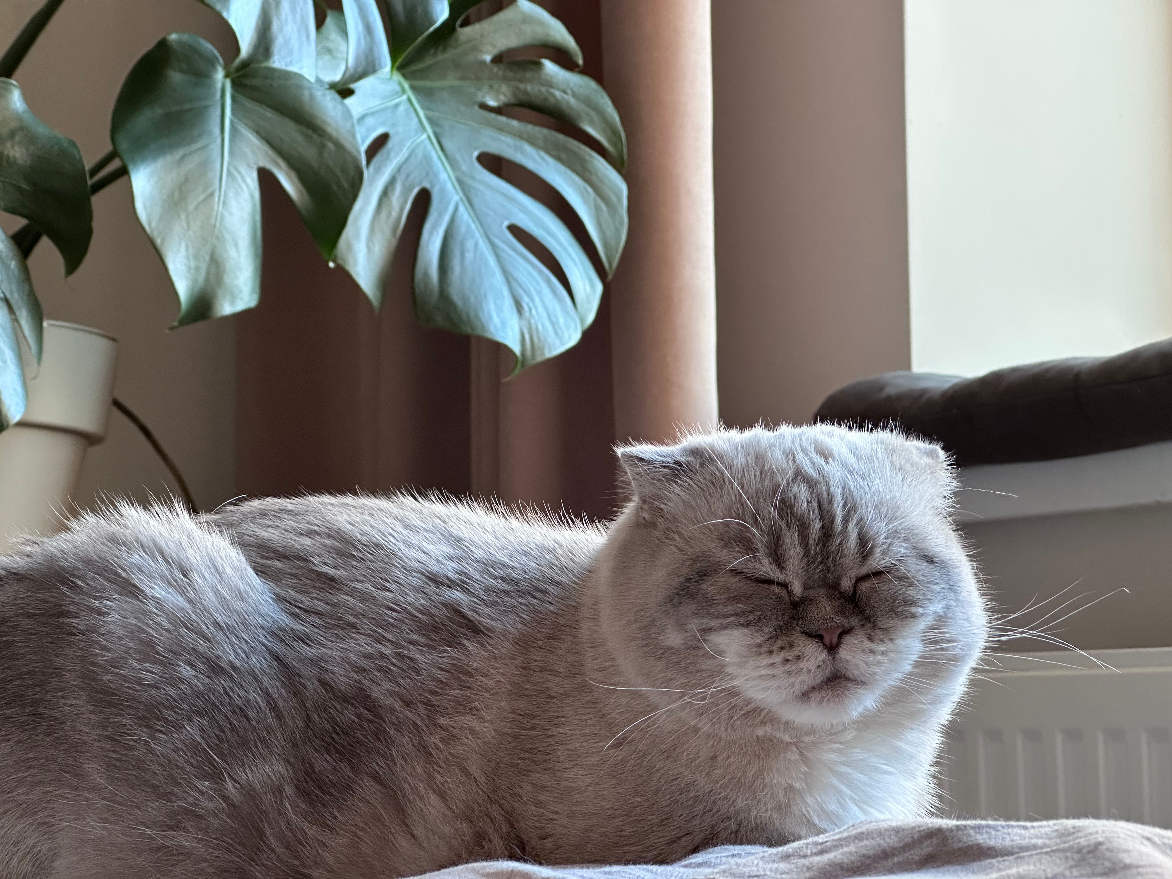 Veterinary care for a cat