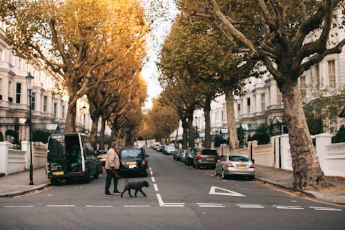 Person Crossing The Street With A Dog