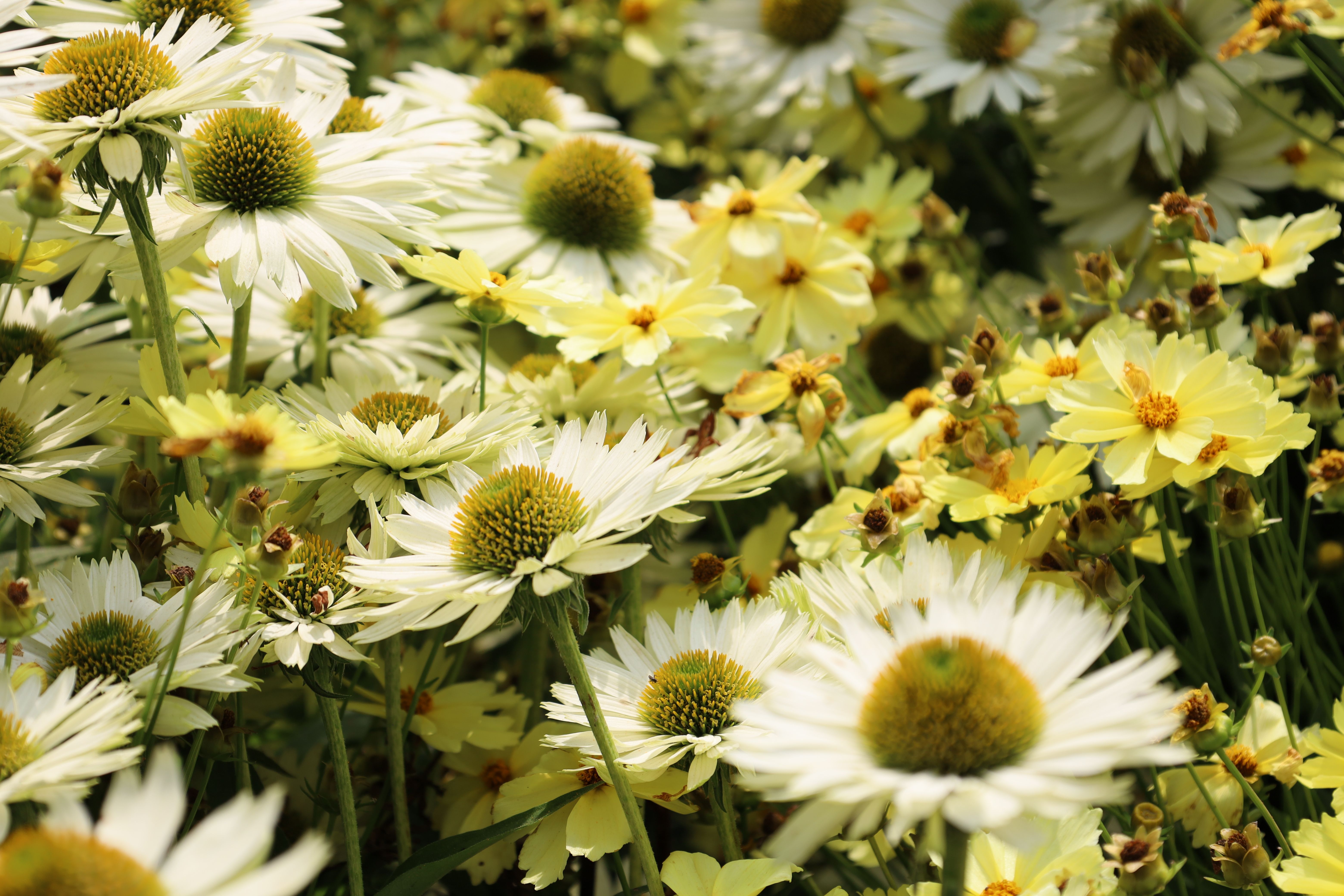 [ColoSach]-a-lush-field-of-white-and-yellow-daisies-under-sunlight,-showcasing-the-essence-of-spring.