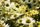 summer flowers