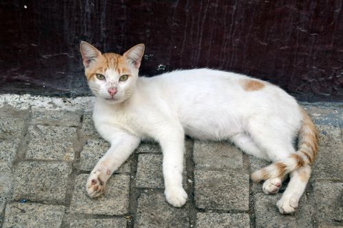 Free A white and ginger cat relaxing on pavement, showcasing urban feline life. Stock Photo