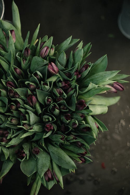 Miễn phí Một Bó Hoa Tulip Màu Tím Mỏng Manh Trong Bình Ảnh lưu trữ