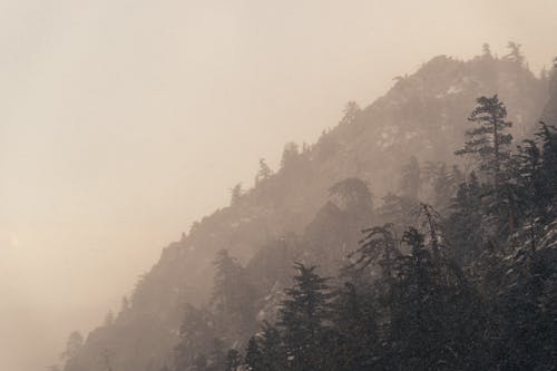 Green Trees on Foggy Weather