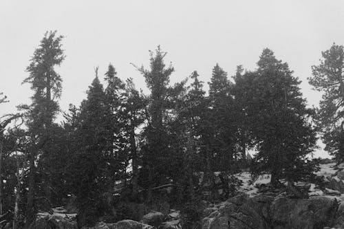 Gray scale Photo of Pine Trees