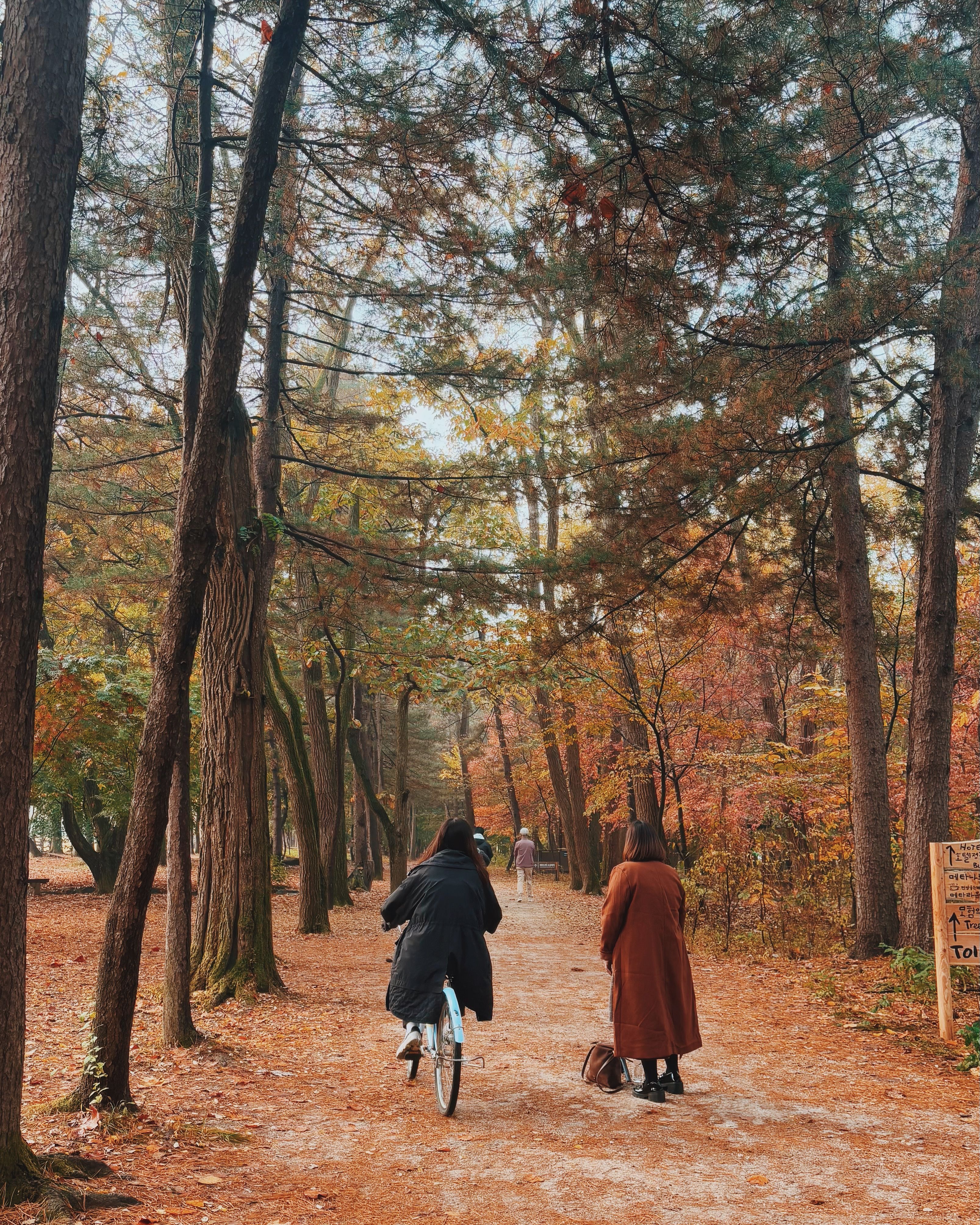 Wisatawan berjalan di Nami Island dalam itinerary musim gugur Korea