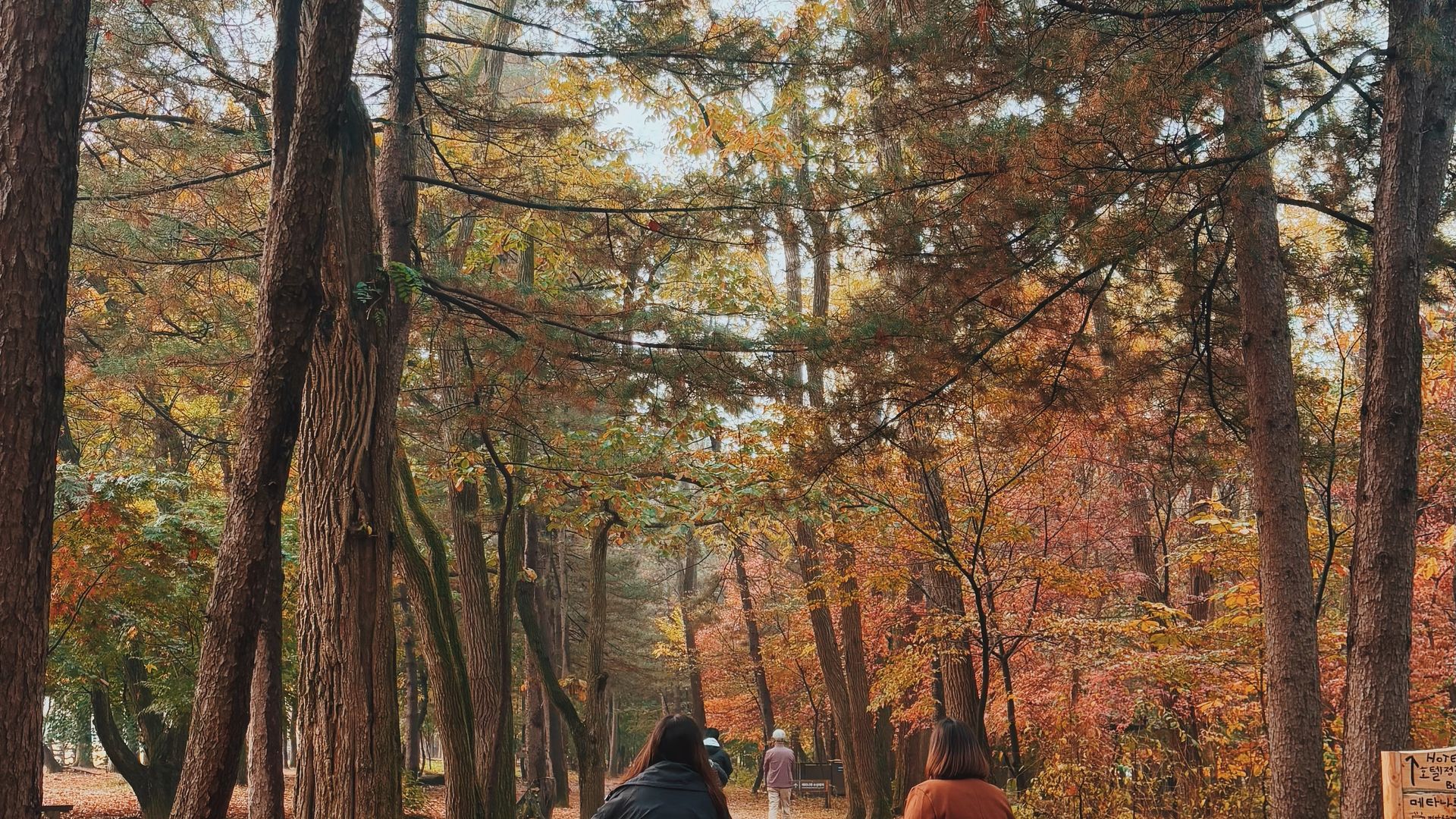 Wisatawan berjalan di Nami Island dalam itinerary musim gugur Korea