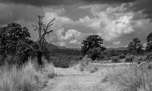 Free A striking black and white forest scene with dramatic clouds and dry trees. Stock Photo