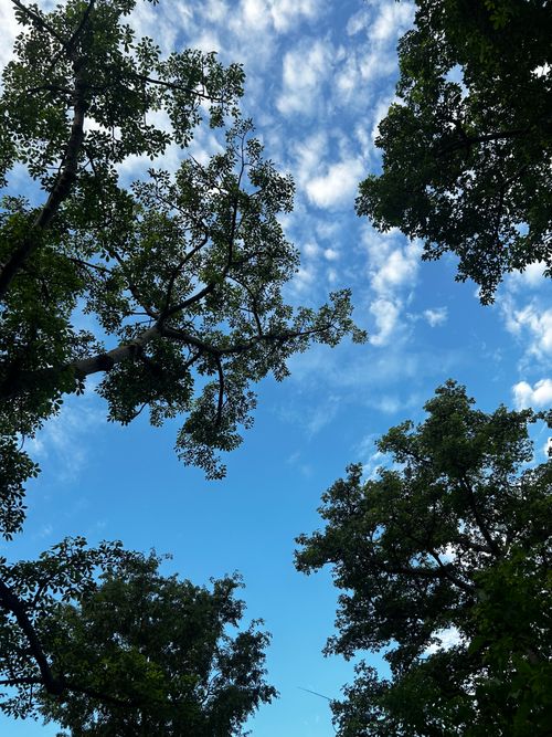 Free Framed view of a vibrant blue sky through dense green tree branches, creating a serene natural scene. Stock Photo