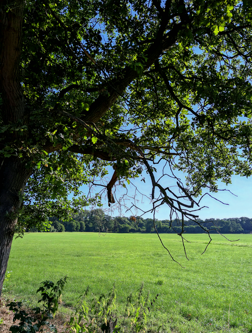 Free Tranquil green field view with oak tree branches, capturing the essence of summer. Stock Photo