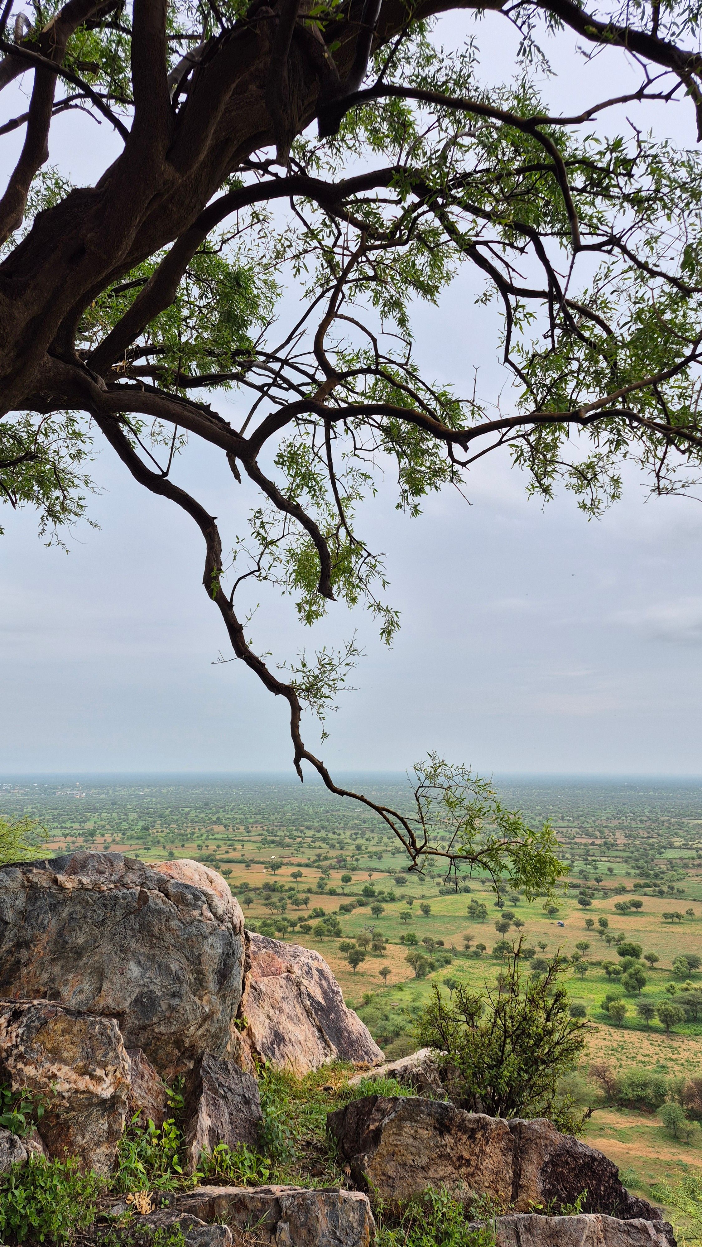 Fotomural Impresionante vista del paisaje de Rajasthan desde una ladera rocosa, con exuberante vegetación y un amplio horizonte.
