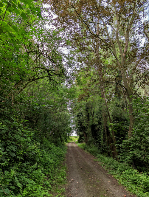 Free Lush green forest path during summer, perfect for tranquil walks. Stock Photo